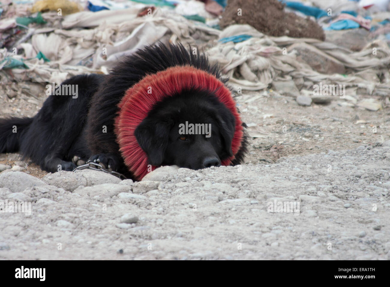 Tibetan Mastiff with Pray flags Stock Photo