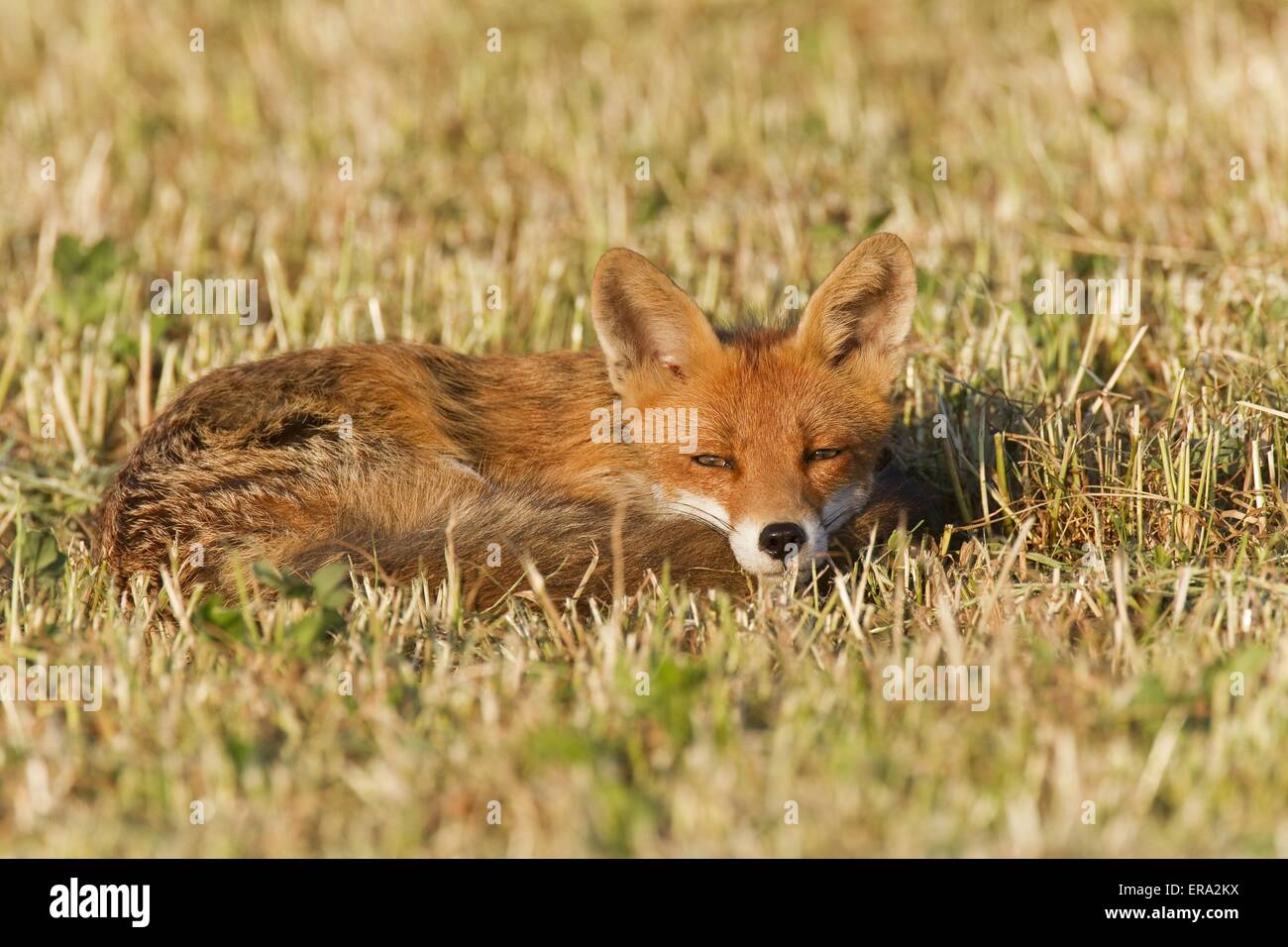 Red fox lying in grass hi-res stock photography and images - Alamy