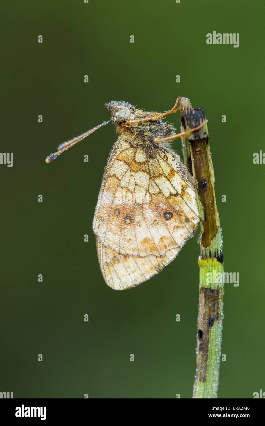 Marsh insects hi-res stock photography and images - Alamy