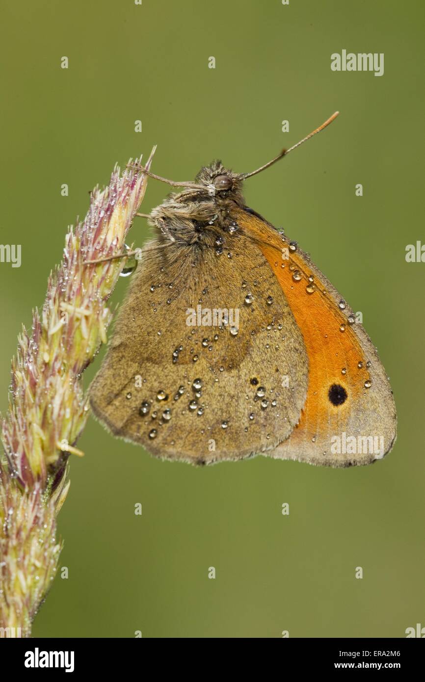 great heath butterfly Stock Photo