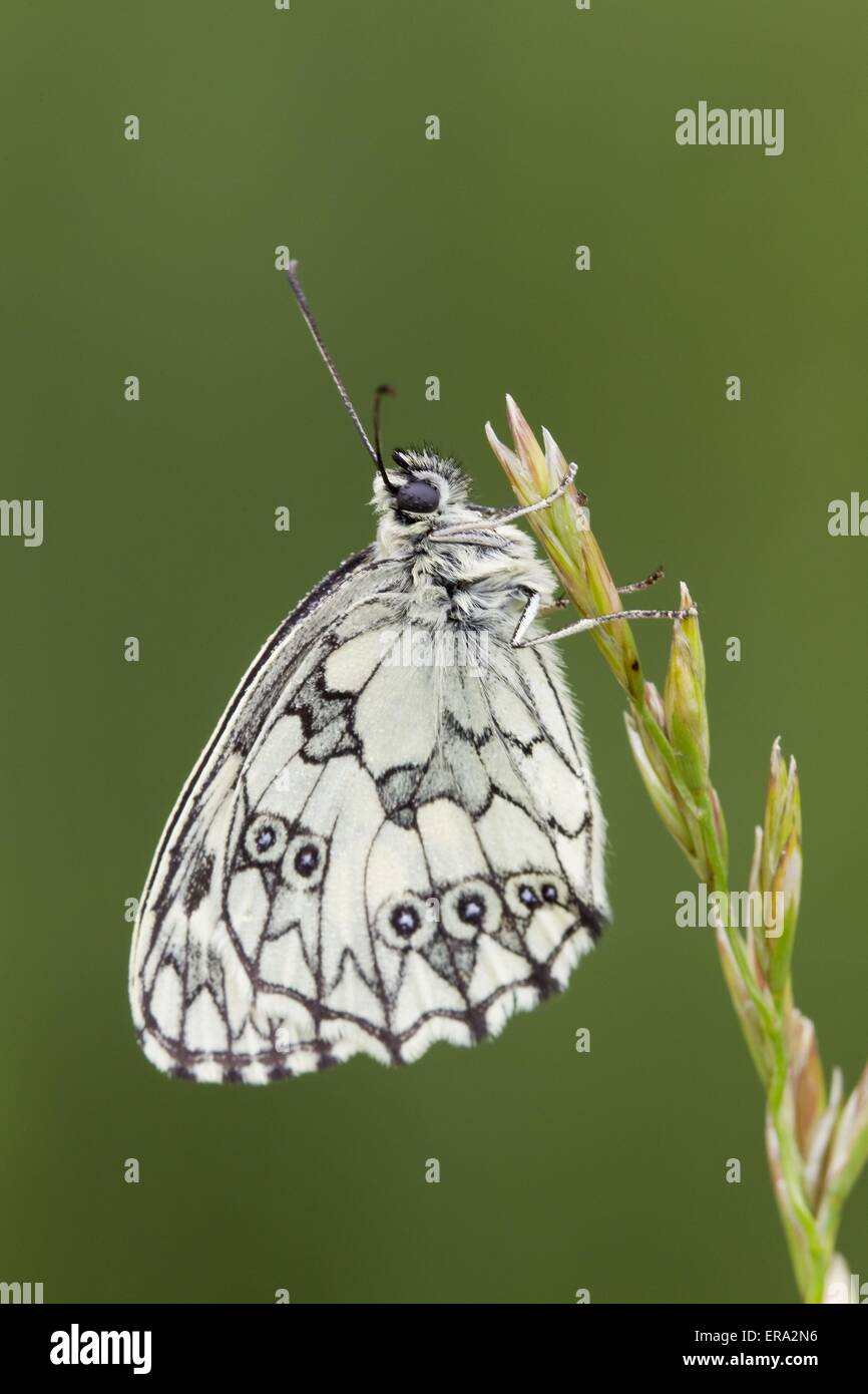 marbled white butterfly Stock Photo