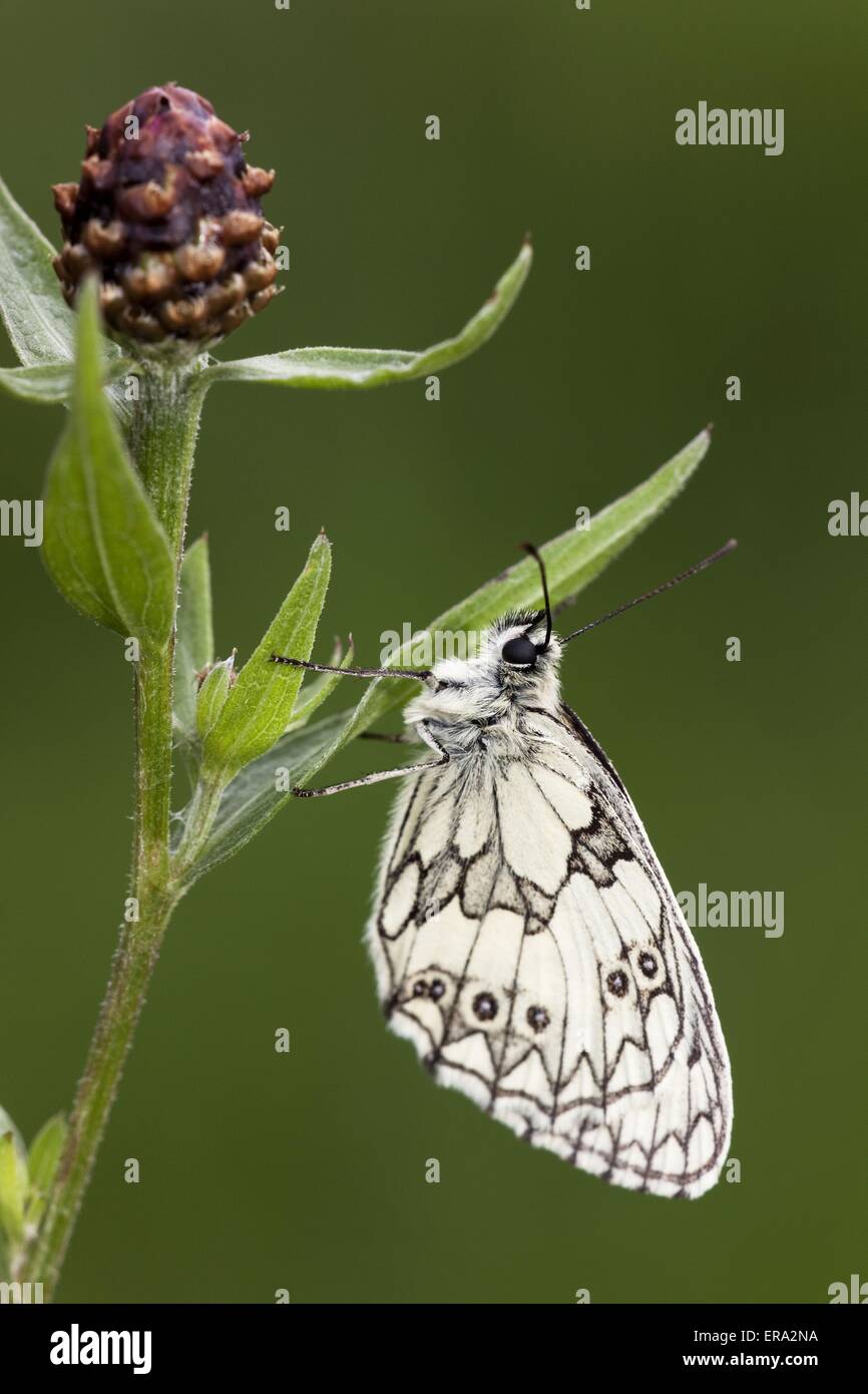 marbled white butterfly Stock Photo