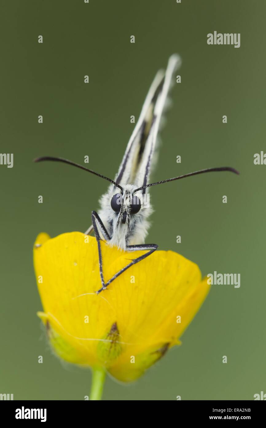 marbled white butterfly Stock Photo