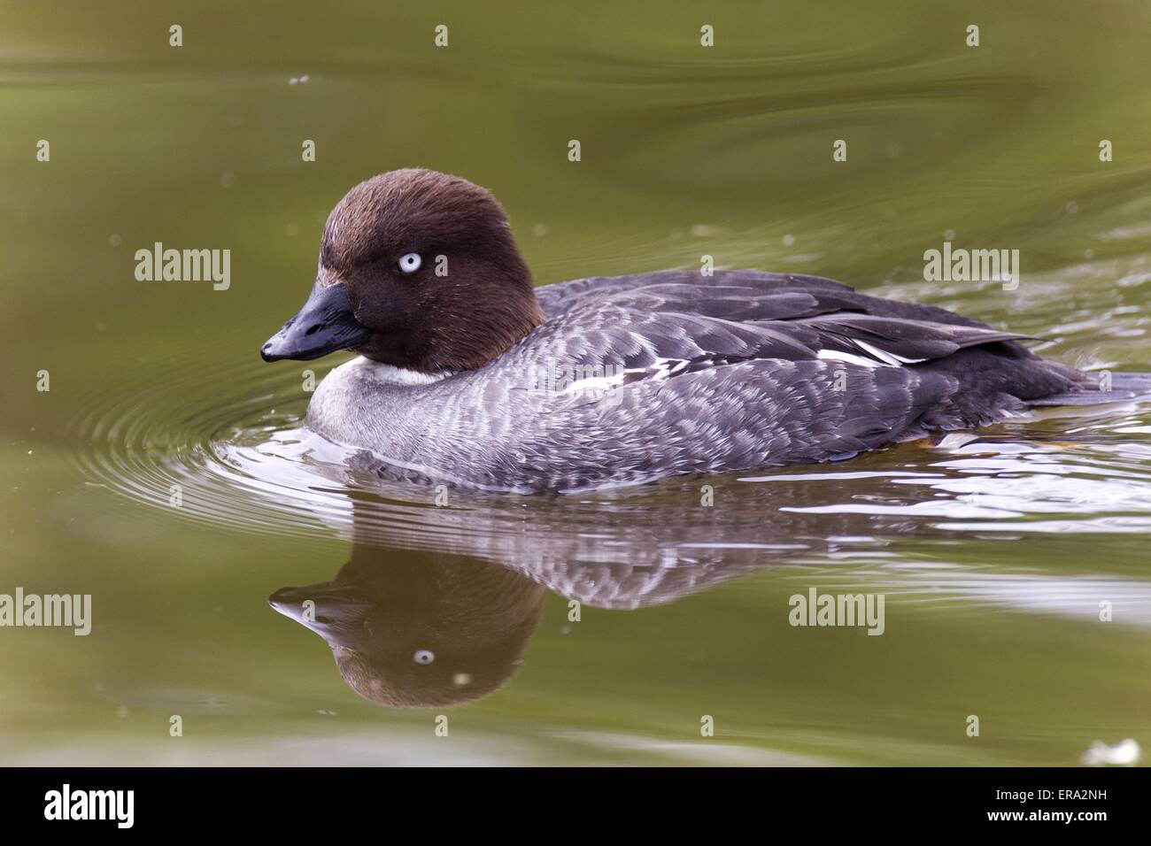 common goldeneye duck Stock Photo Alamy