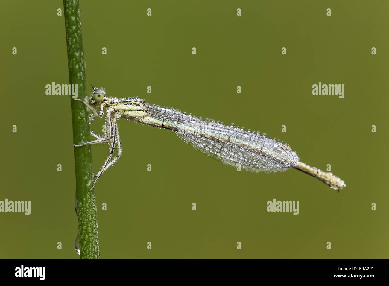 White legged damselflies hi-res stock photography and images - Alamy