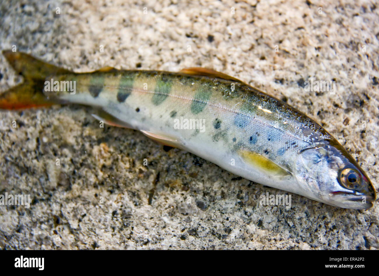 fish of the family Salmonidae - Oncorhynchus masou Stock Photo