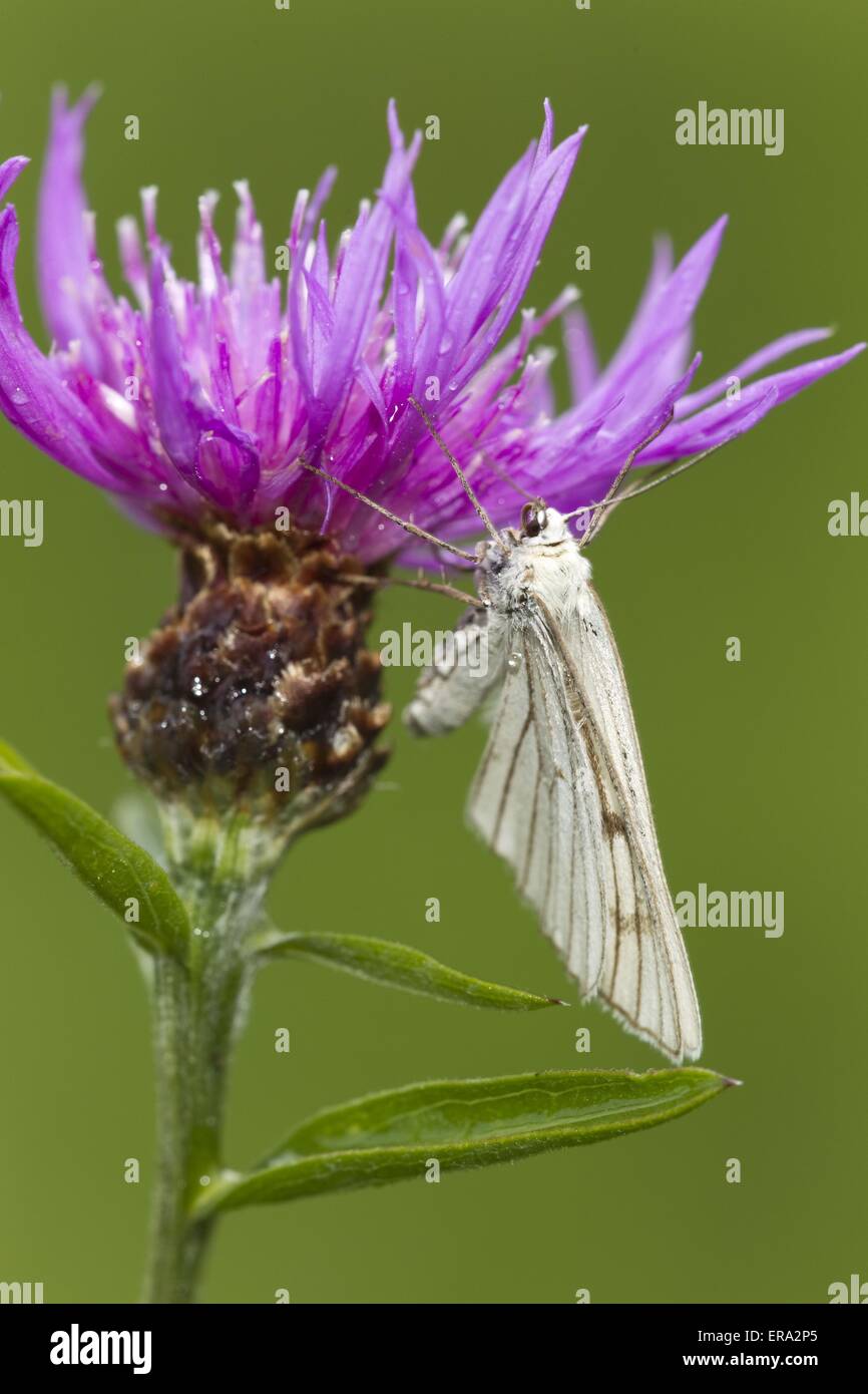black-veined moth Stock Photo