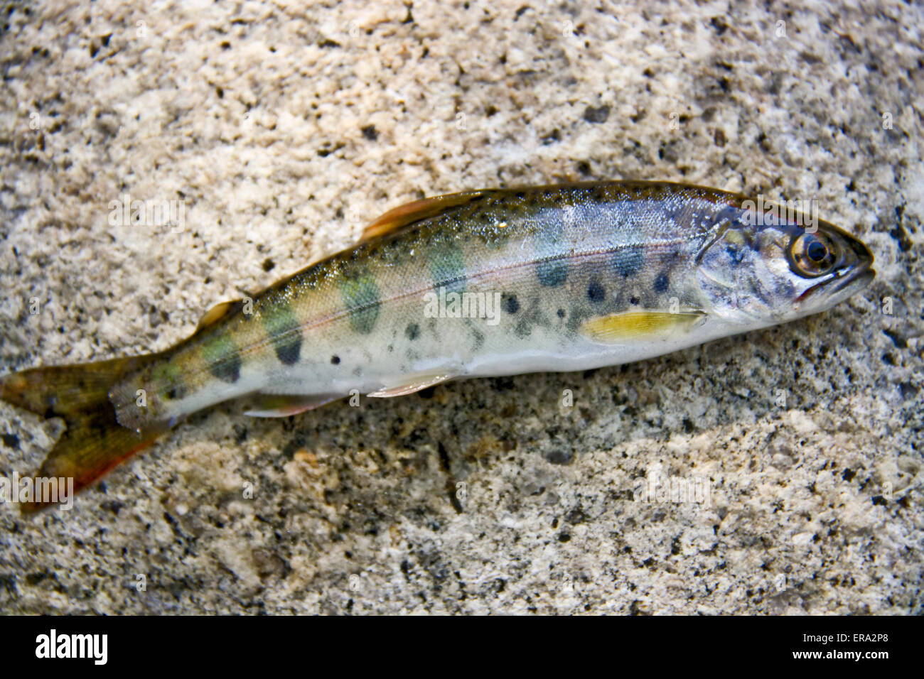 fish of the family Salmonidae - Oncorhynchus masou Stock Photo