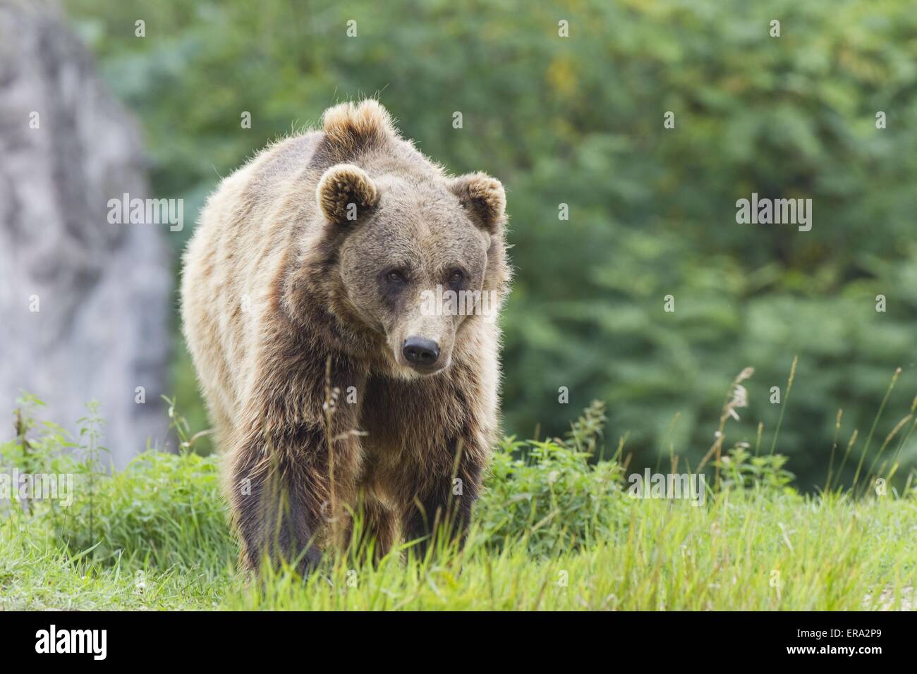 Kodiak bear Stock Photo