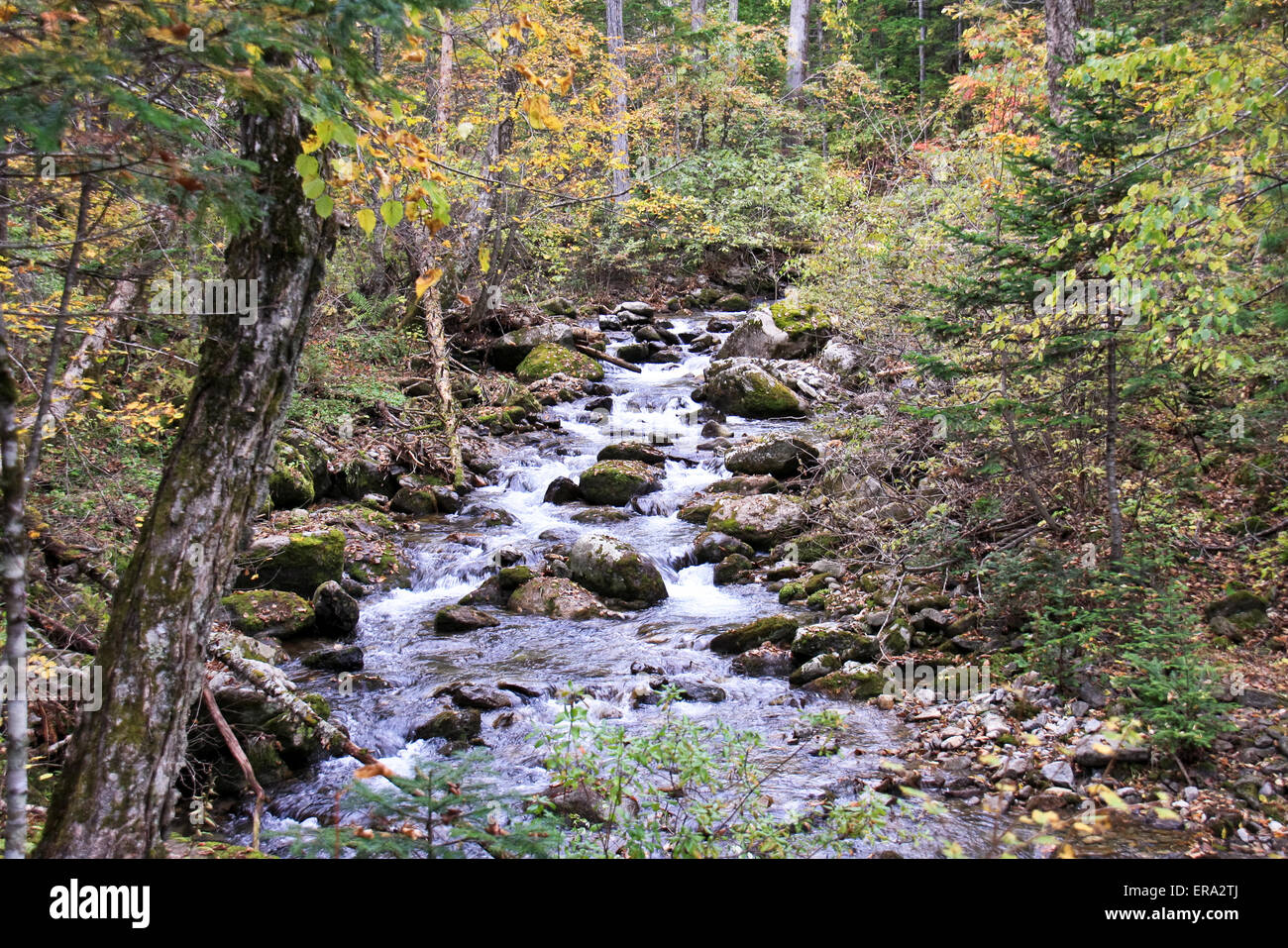 Forest landscape - dense forest and cold mountain stream. Stock Photo