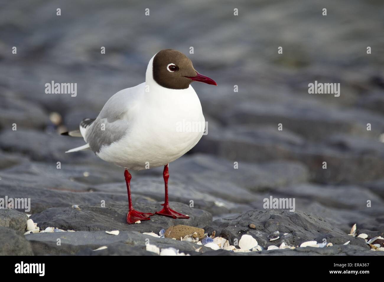 Black headed gull animal animals hi-res stock photography and images ...