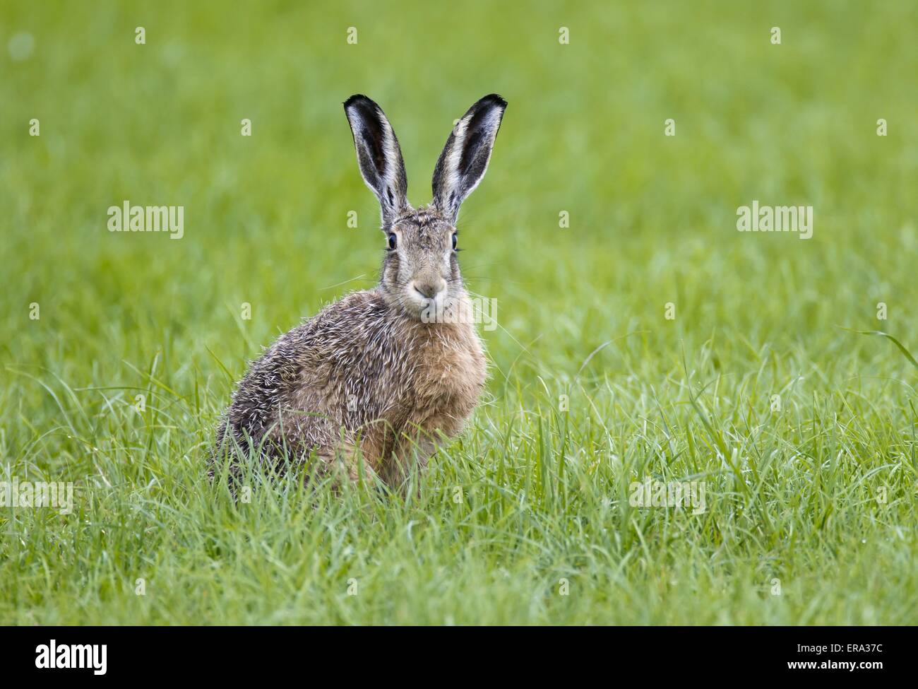 brown hare Stock Photo