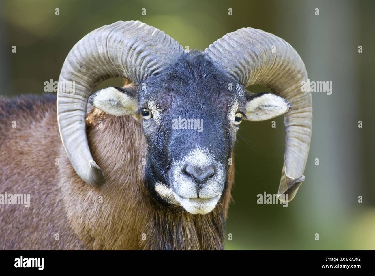wild sheep Stock Photo