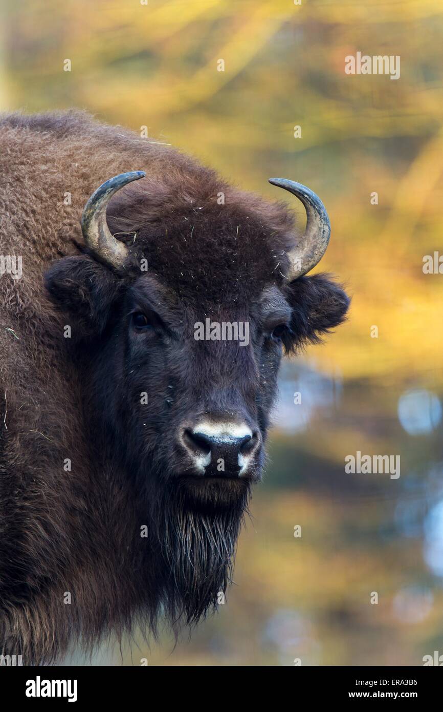 American bison Stock Photo