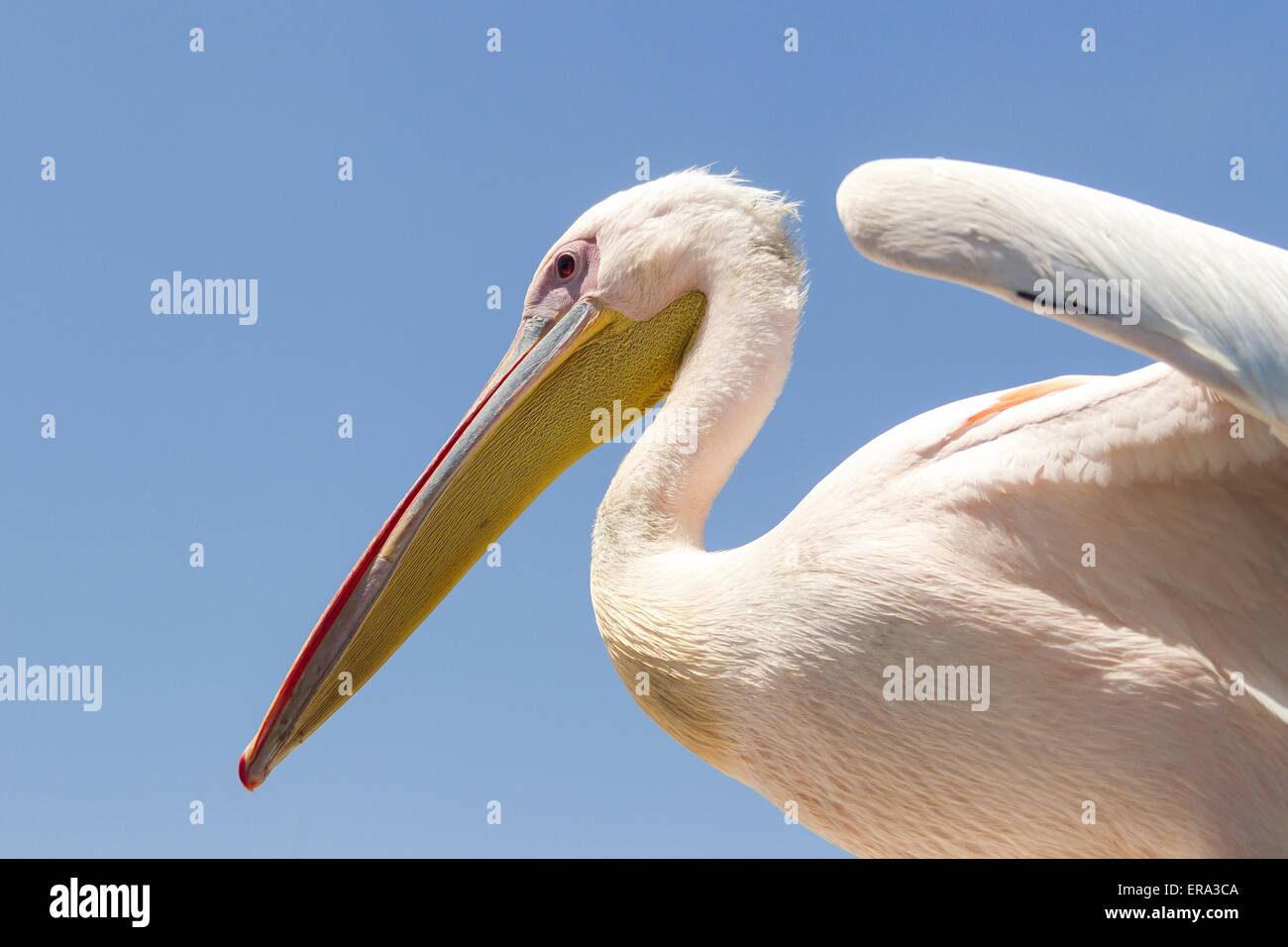 rosy pelican Stock Photo