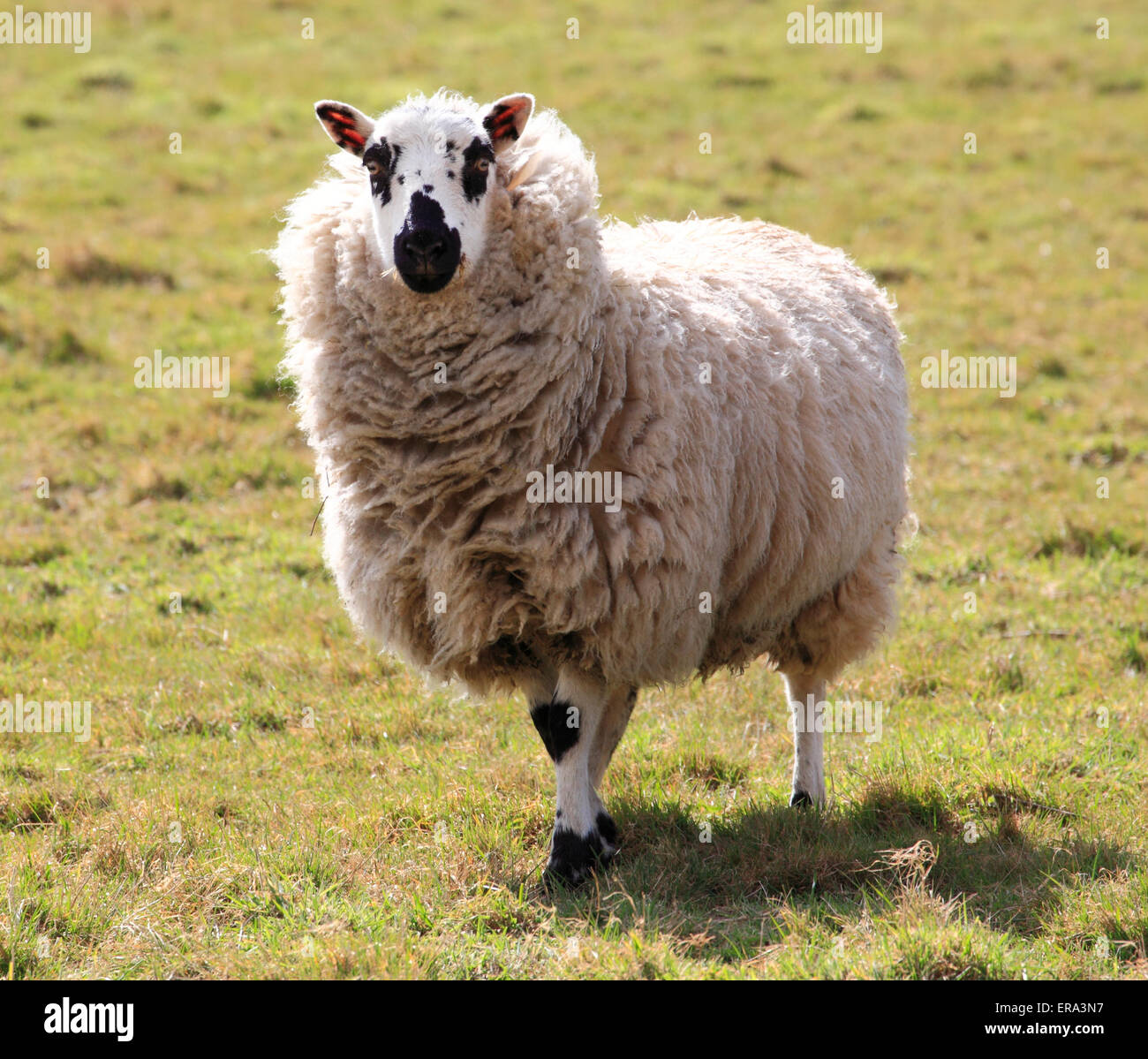 Adult sheep hi-res stock photography and images - Alamy