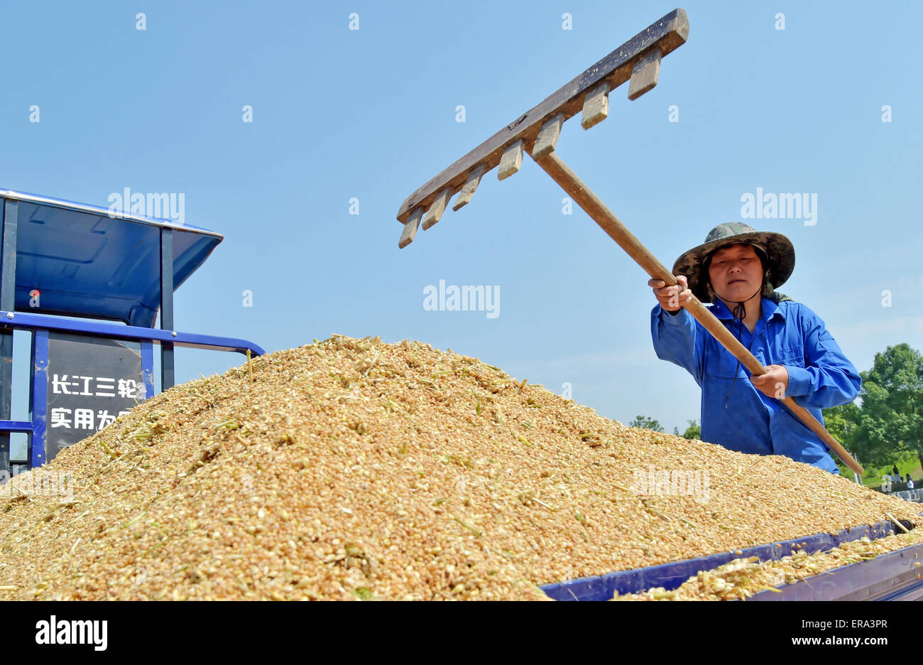 A farmer works in a square to dry the wheats in Xiangyang, Hubei province, China on 24th May 2015. Stock Photo