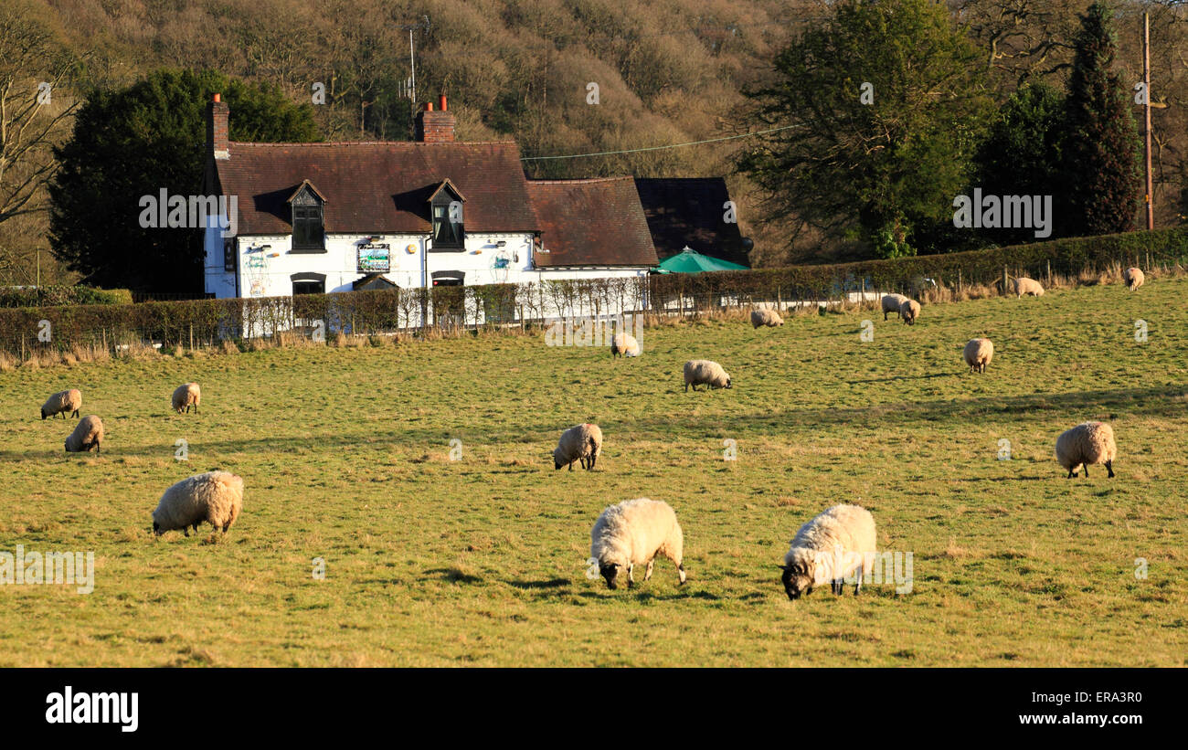 Sheep graze in a field in front of Arley's village pub, Worcestershire ...