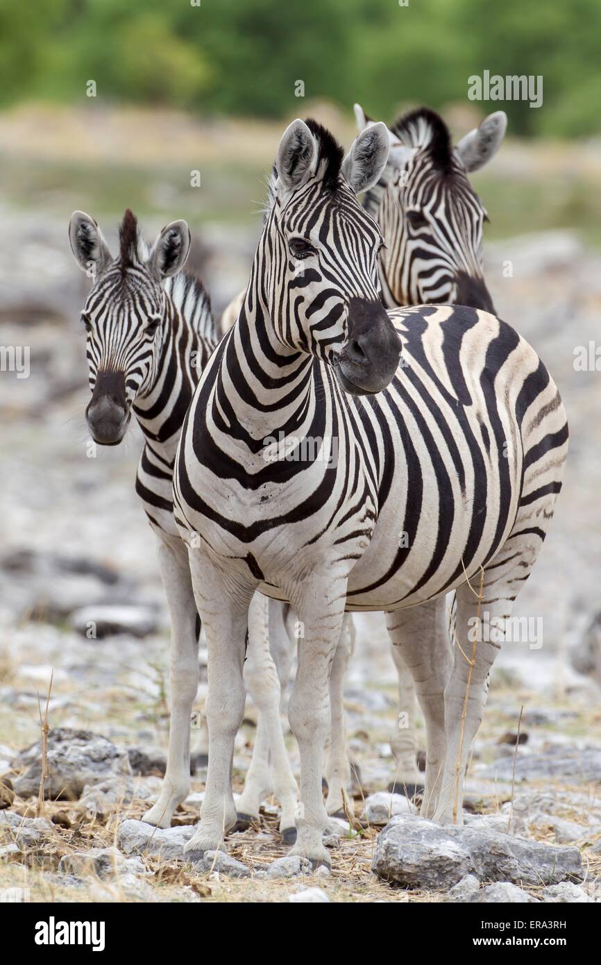 plains zebras Stock Photo