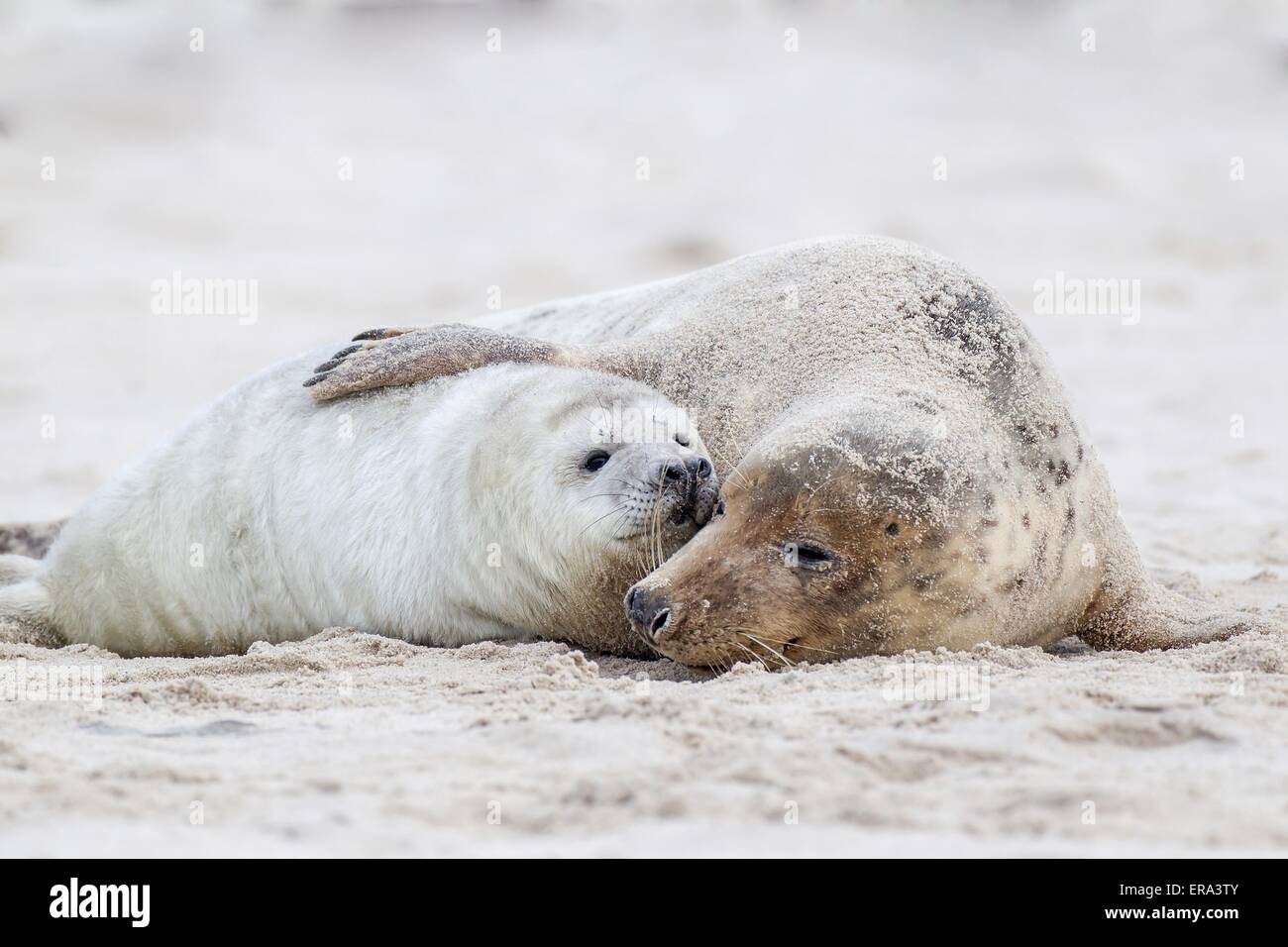 Animal Behavior Animal Behaviour Animals Animal Canoidea High