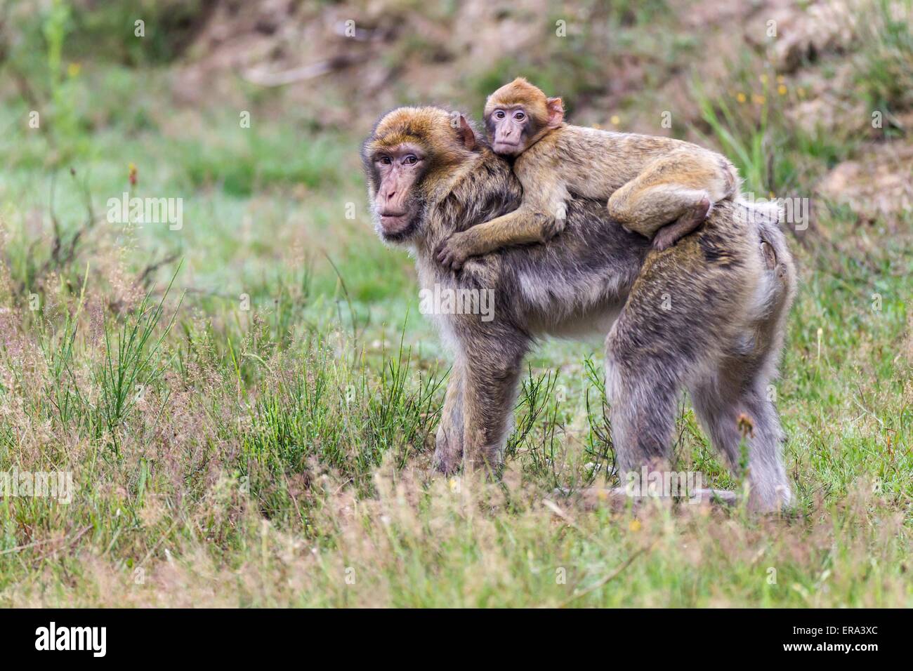 barbary apes Stock Photo