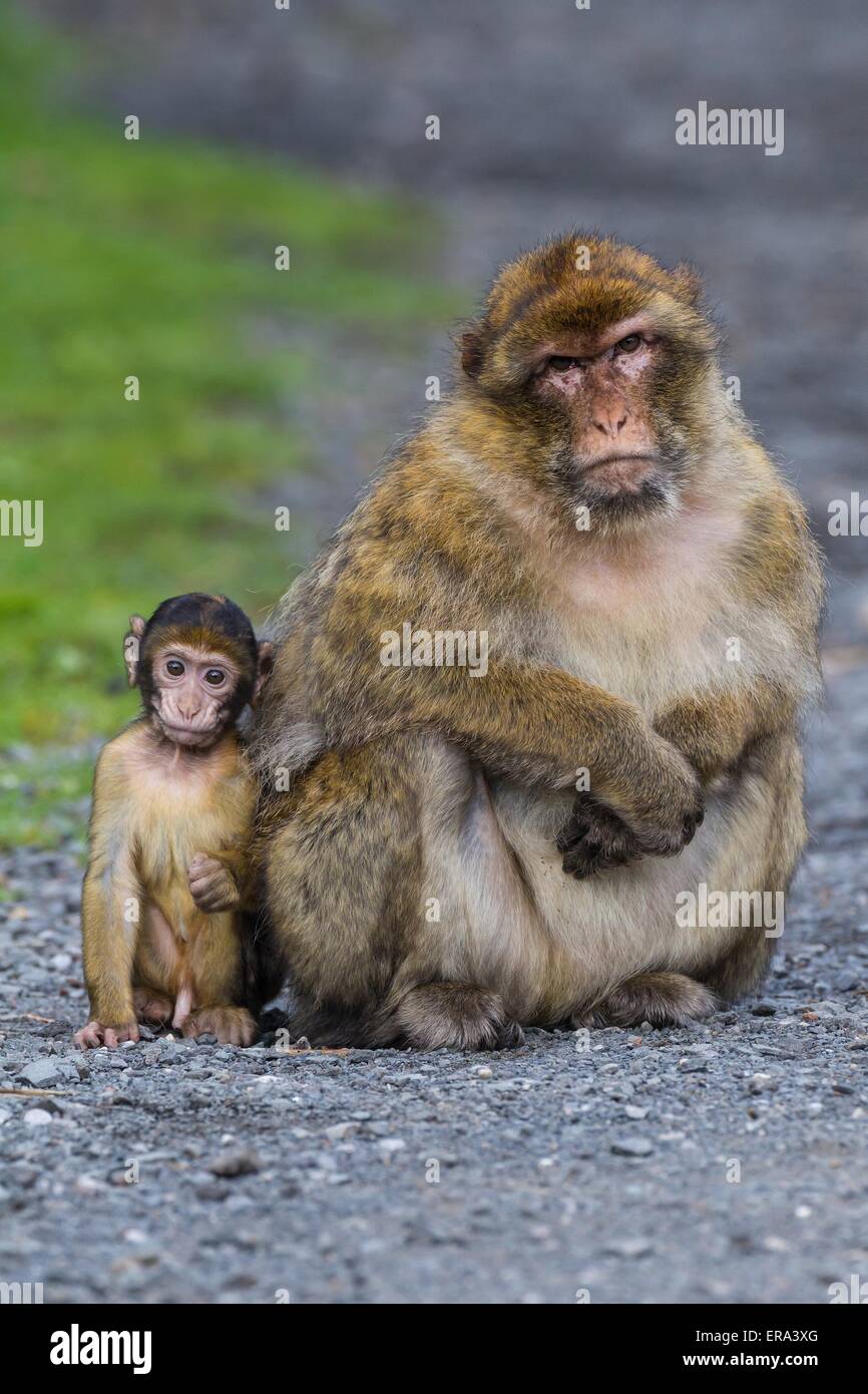 barbary apes Stock Photo