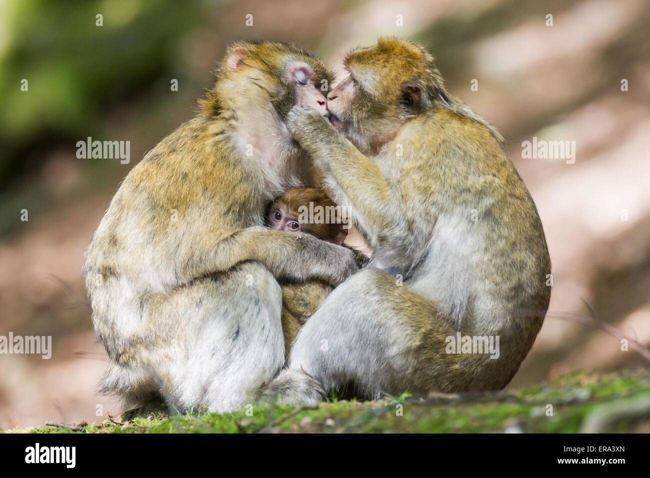 barbary apes Stock Photo