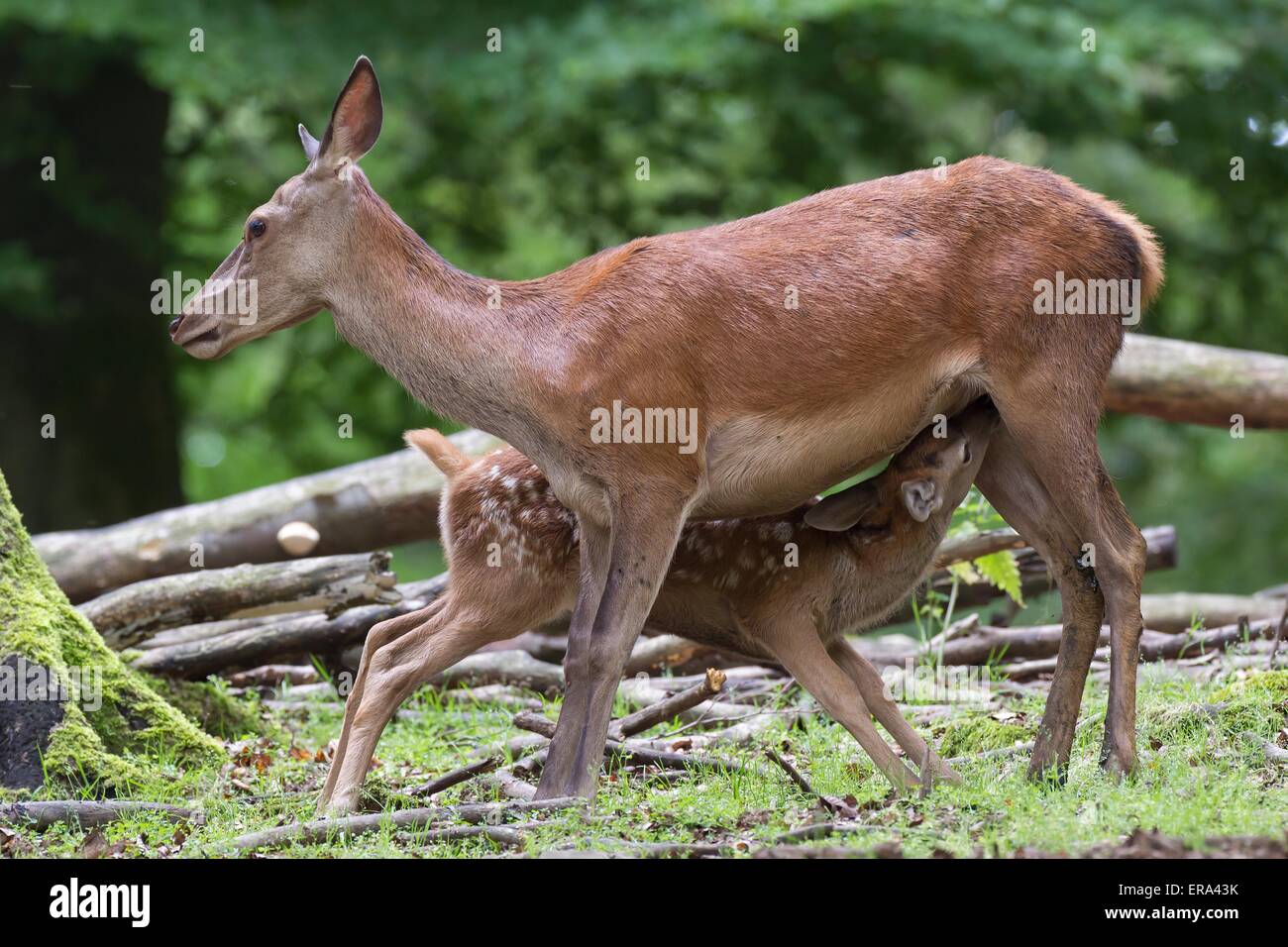 red deer Stock Photo