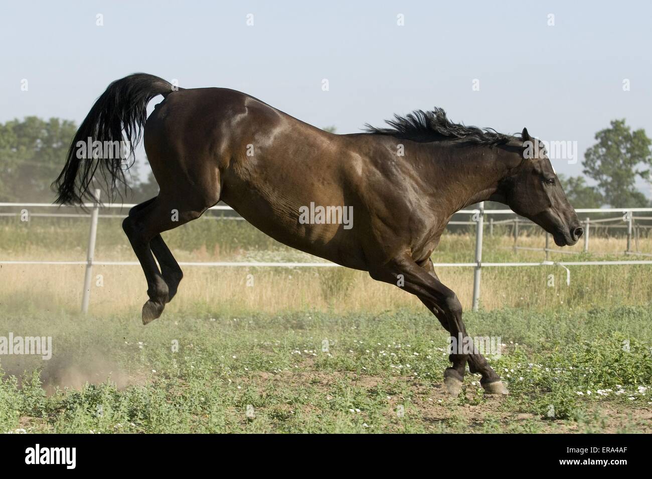 bucking-horse-ERA4AF.jpg