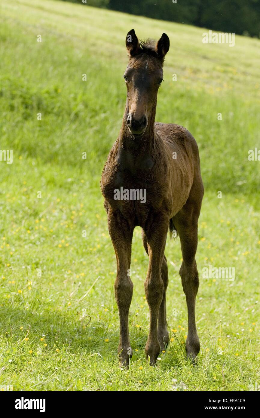 warm-blood foal Stock Photo