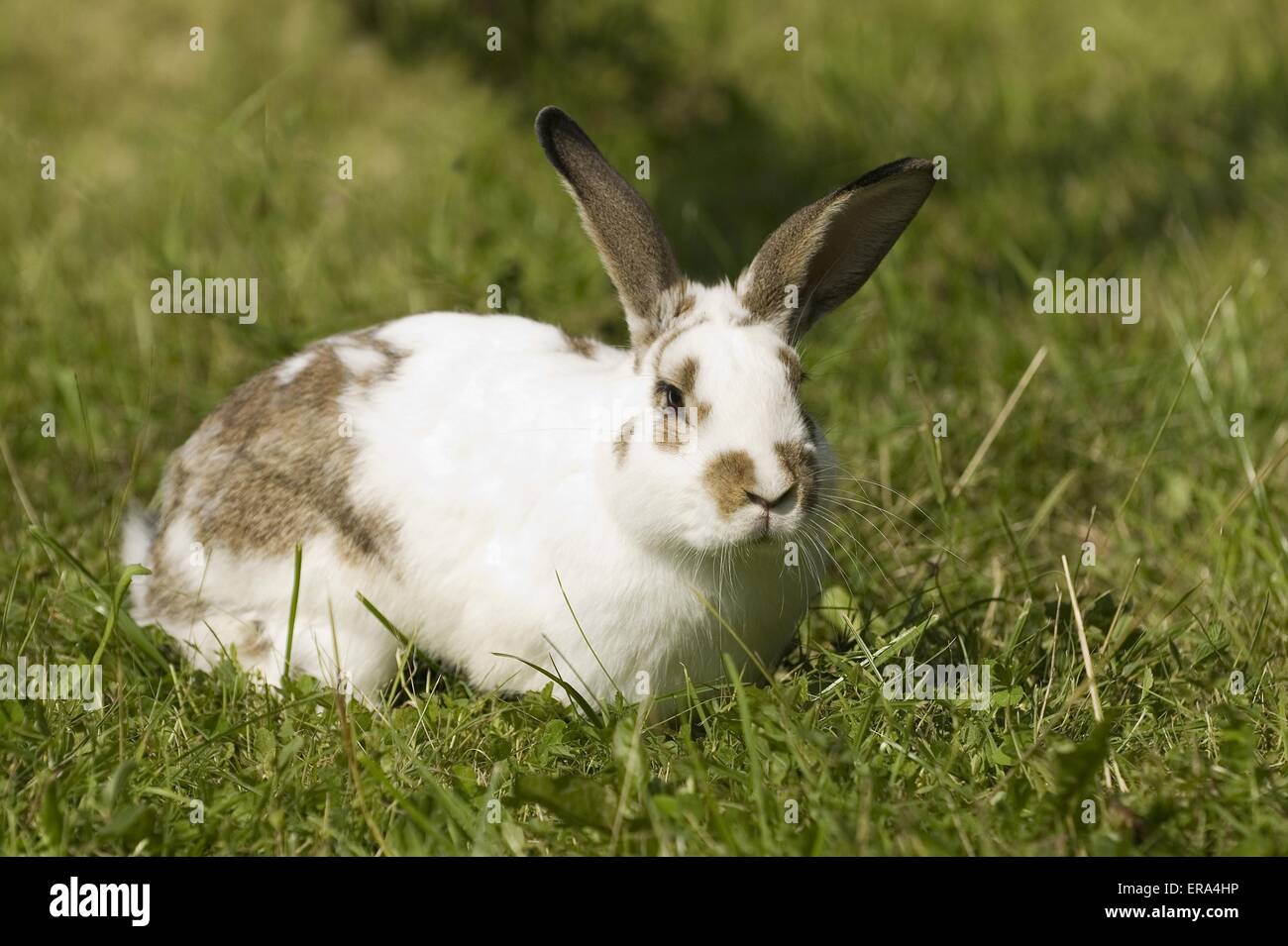 Piebald rabbit hires stock photography and images Alamy