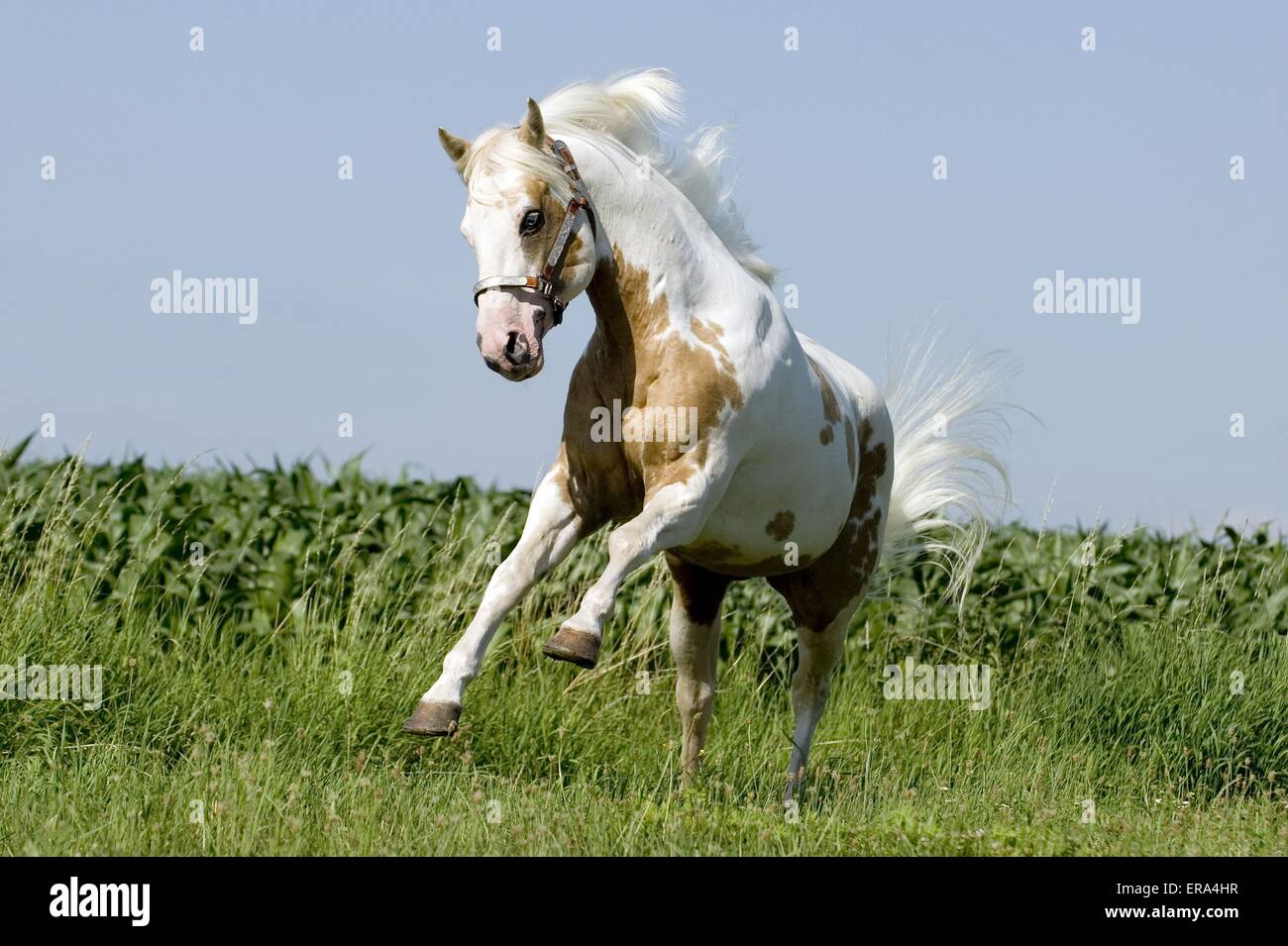 galloping Paint Horse Stock Photo