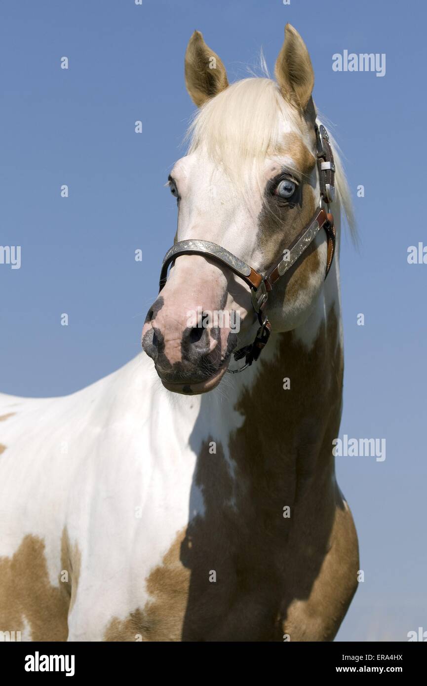 Paint Horse Portrait Stock Photo