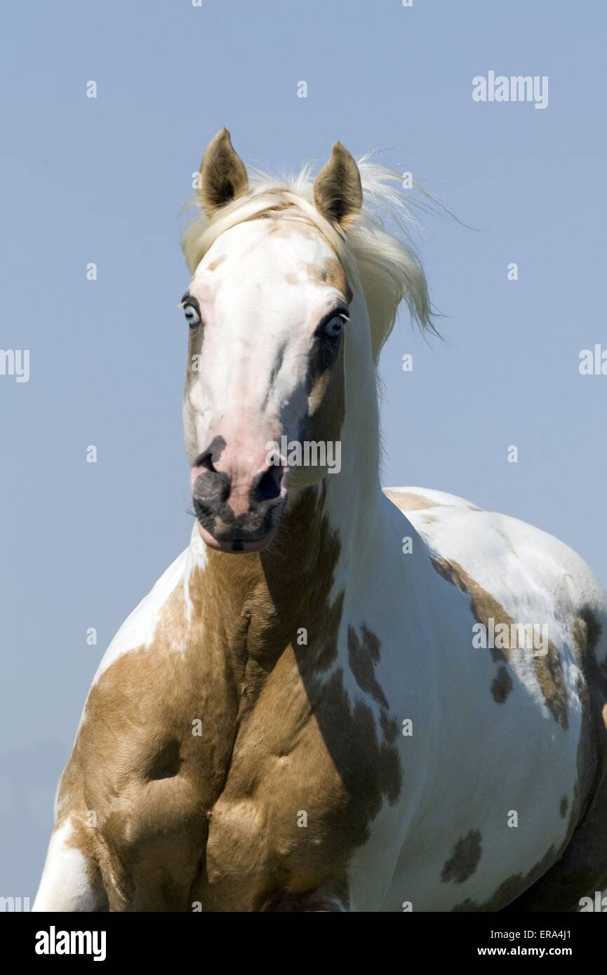 Warmblood horse hires stock photography and images Alamy