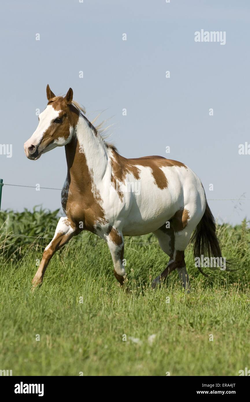 trotting Paint Horse Stock Photo Alamy