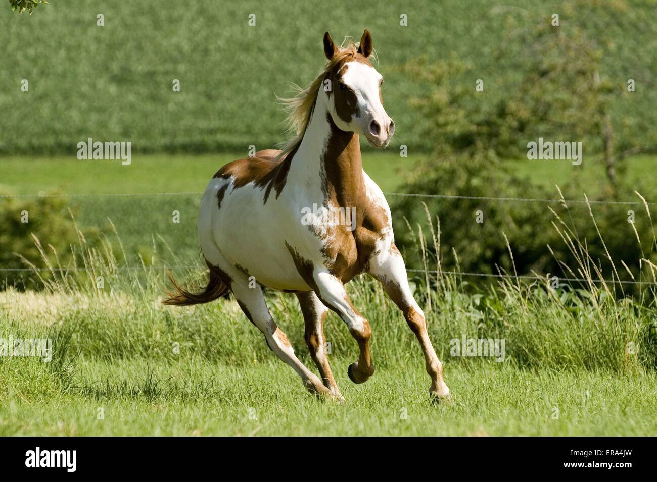 galloping Paint Horse Stock Photo Alamy