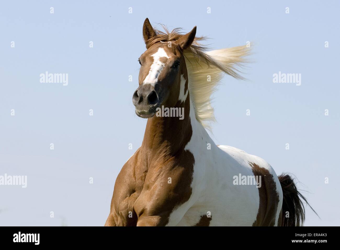 Warmblood horse hires stock photography and images Alamy