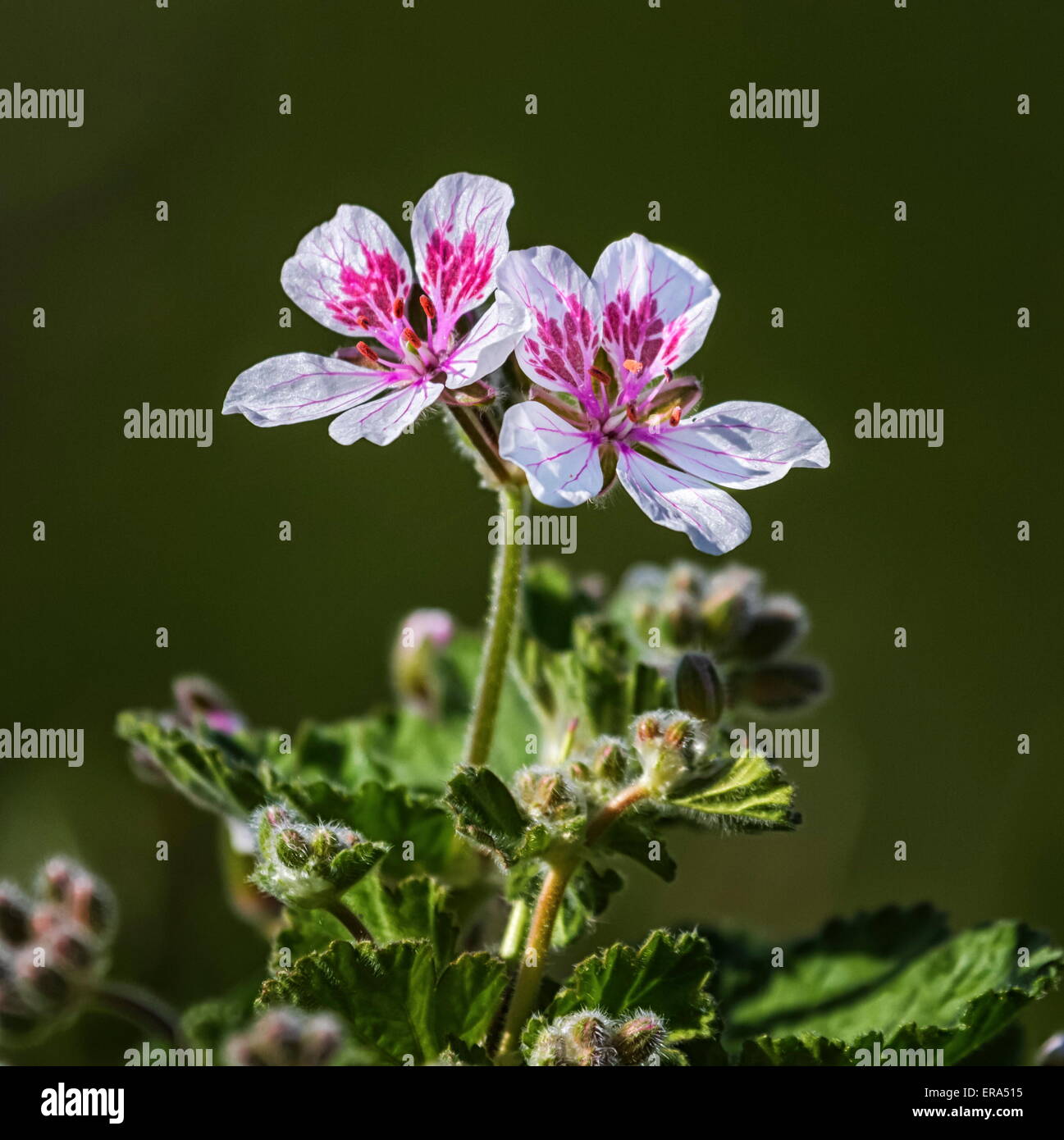 Close up on erodium pelargoniiflorum 'Sweetheart' flowers, heron's bill Stock Photo