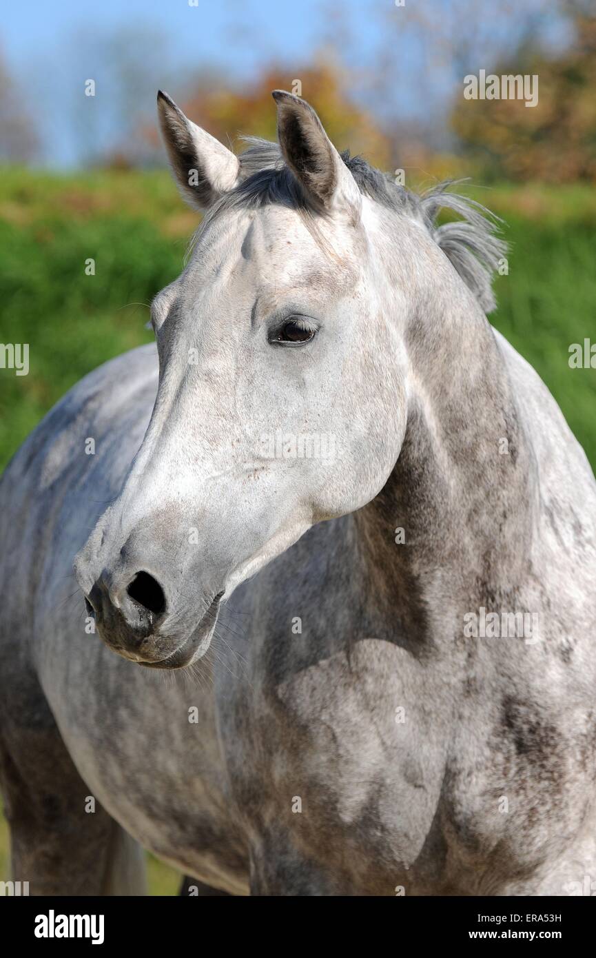 Hessian warmblood horse portrait hires stock photography and images