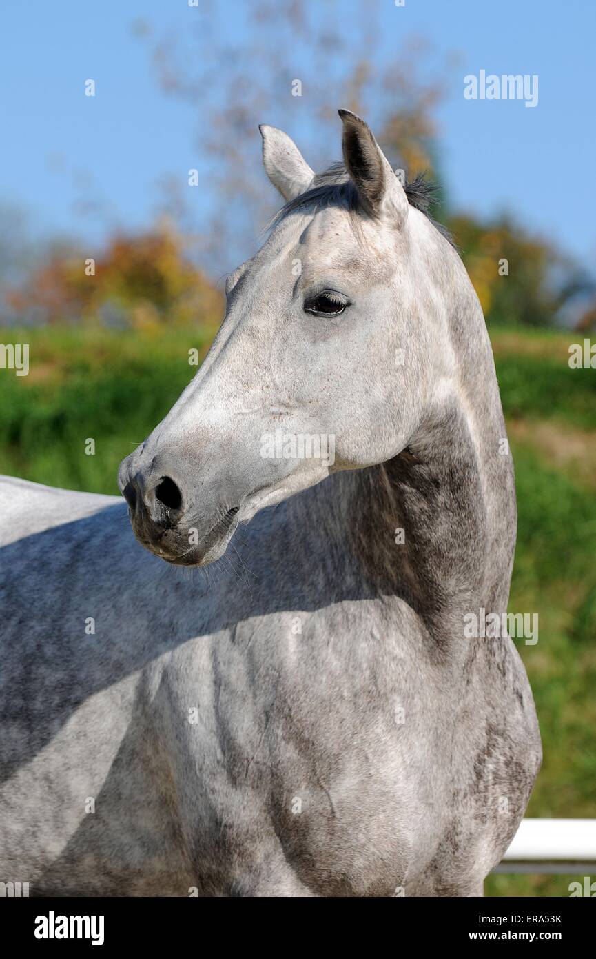 Hessian horse portrait Stock Photo