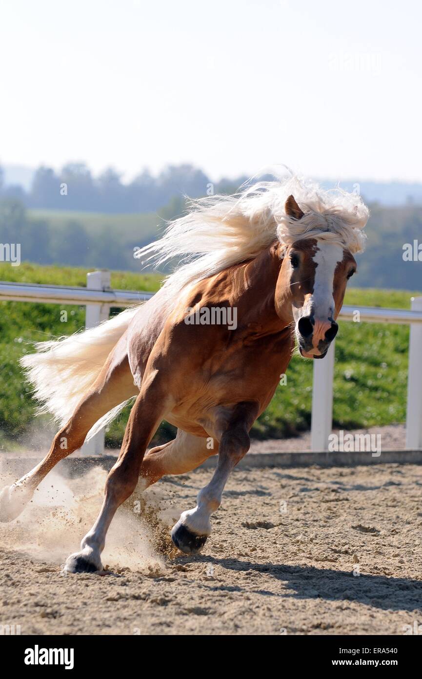 galloping Haflinger stallion Stock Photo