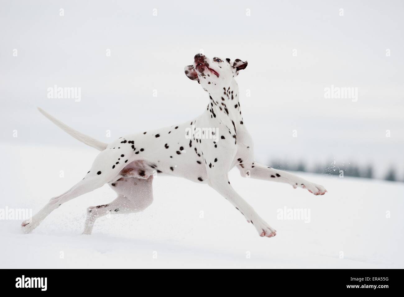running Dalmatian Stock Photo