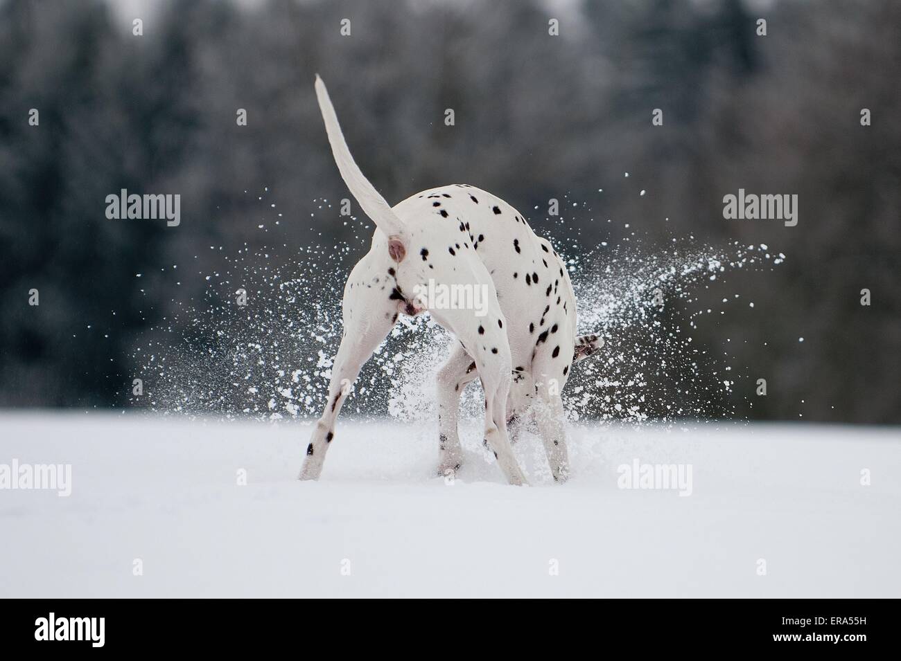 digging Dalmatian Stock Photo