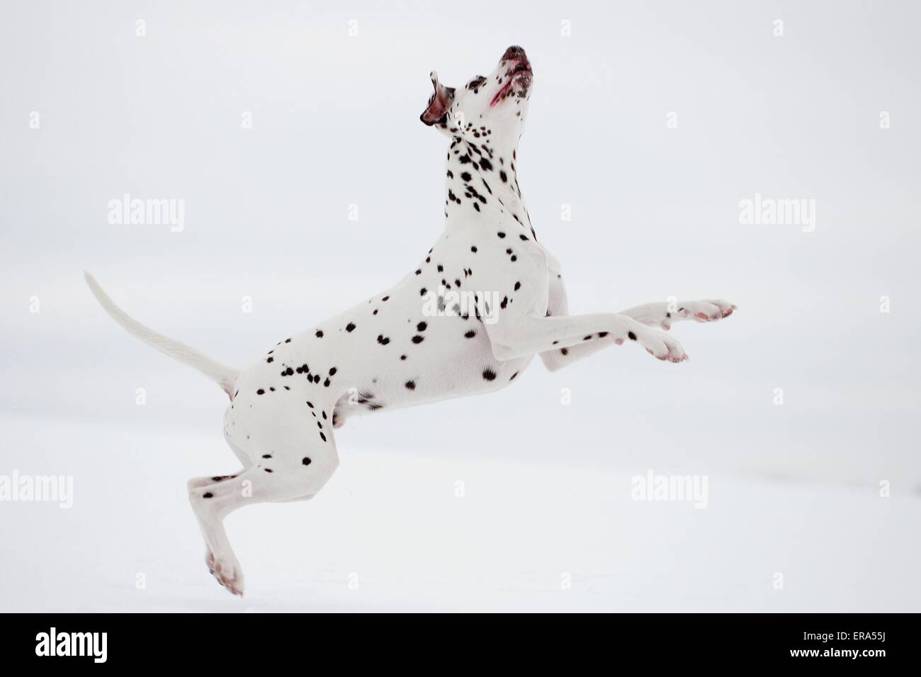 jumping Dalmatian Stock Photo