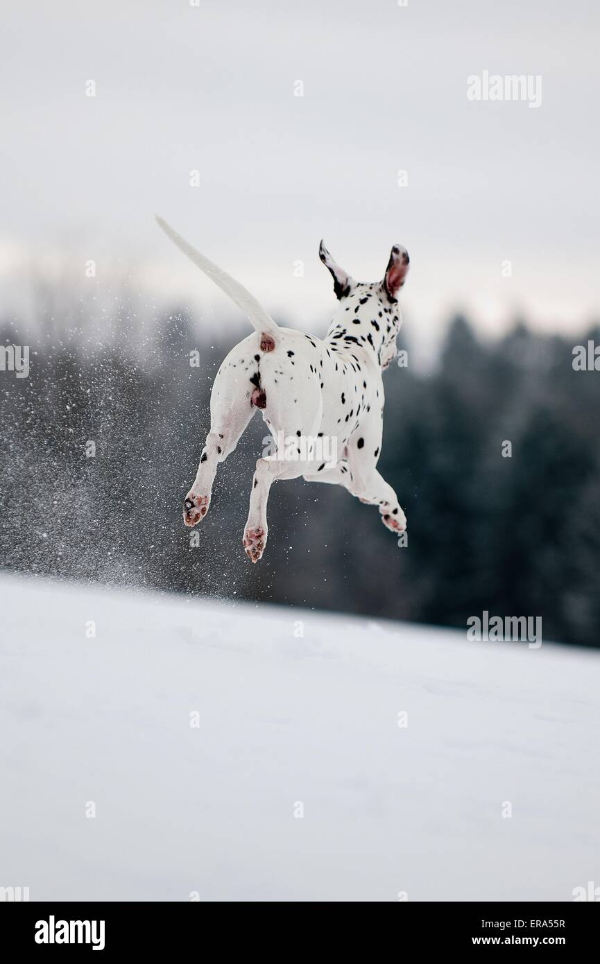 jumping Dalmatian Stock Photo