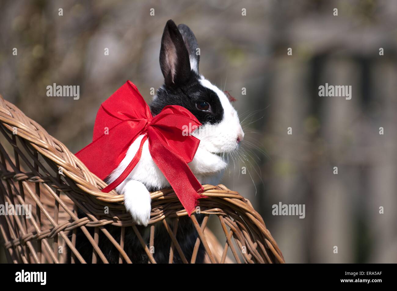 Piebald rabbit hires stock photography and images Alamy
