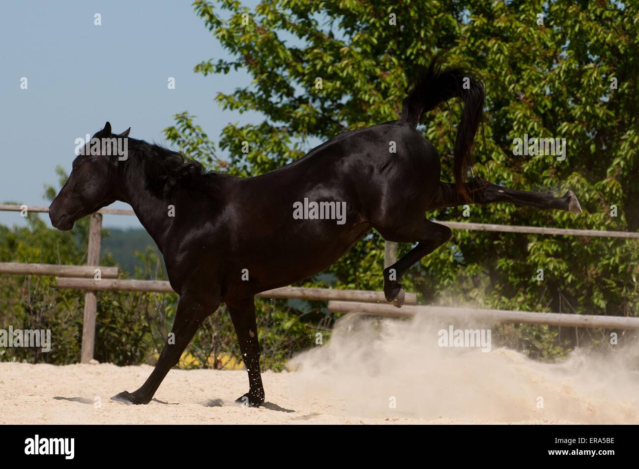 galloping Belgian warmblood Stock Photo