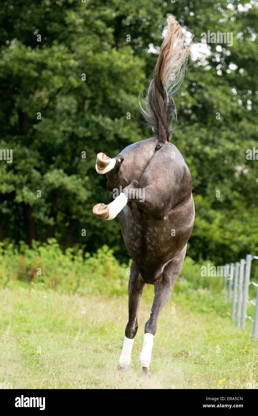 galloping Hanoverian horse Stock Photo