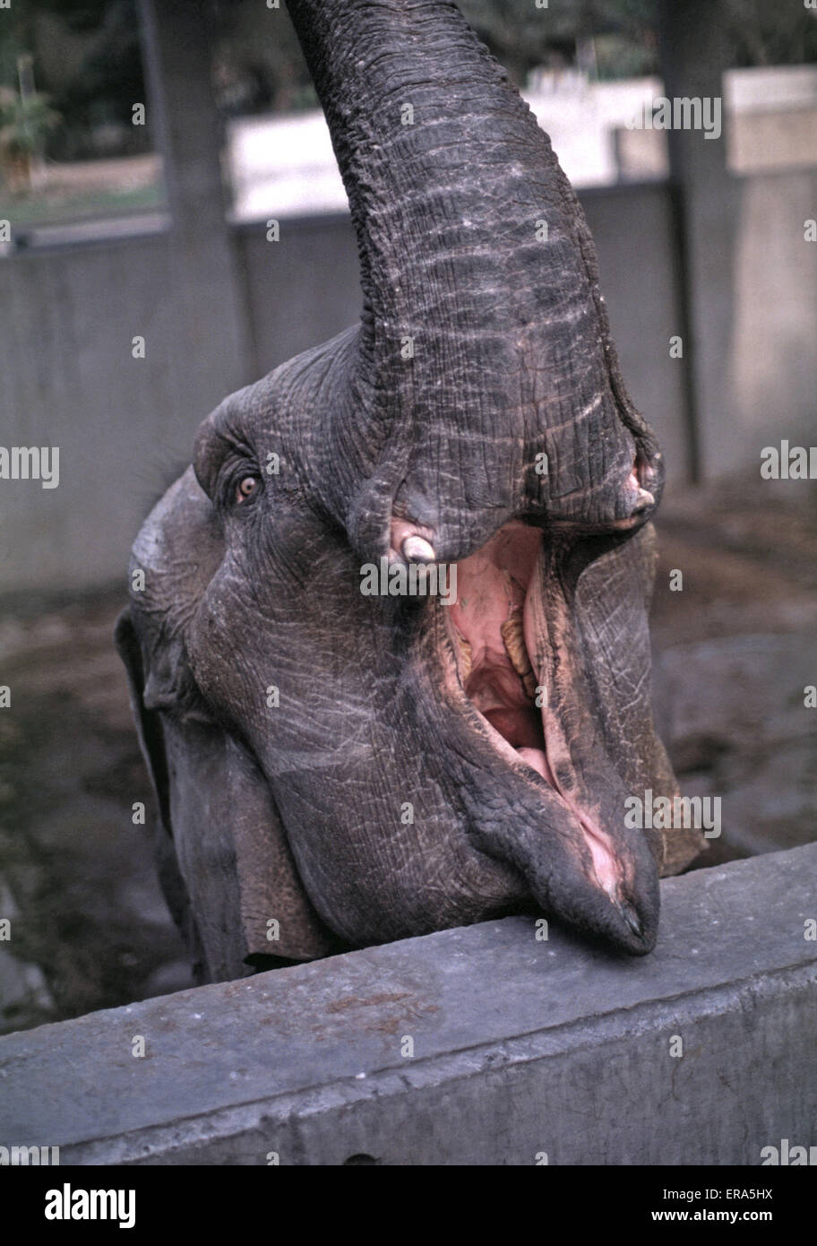 porus and his elephant poem porus and his elephant poem