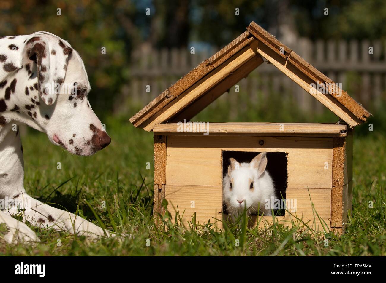 dog and rabbit Stock Photo